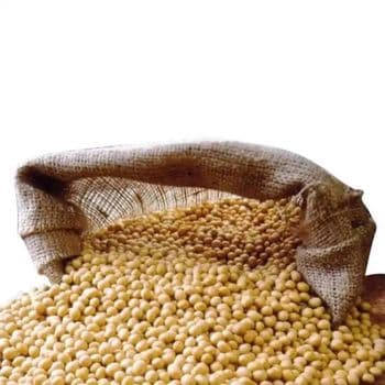 Wholesale High Quality Top Brazilian Dried Soybeans Meal Yellow Soya Beans for Human and Animal Consumption Bulk Packaging please whatsap +255787979235whatsapp +255787979235/ +255762500052 - AL JABLI TRADING COMPANY LIMITED - Tanzania
