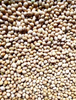 SOYA BEANS Origin Nigeria Packaging 50 kg Ash Content Low Heat Output High Burn Time Long-lasting Smoke Emission Minimal - NAMU NAMU GROUP - Nigeria