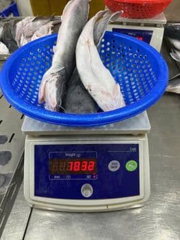 Walking Catfish Form Frozen Origin Vietnam Freshness Level Frozen Packing Size 10kgs Bulks Catch Method Aquaculture, Wild-Caught - Plexim JSC - Vietnam