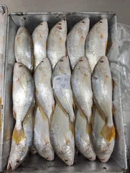 red mulet fish amd yellow croaker fish - PT Indocraft Beauty Abadi - Indonesia