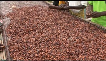 Cocoa bean - REVIN AGRI-TRADE - Uganda