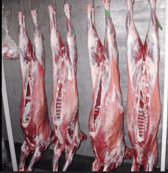 Frozen Lamb Carcass | Halal Certified | Whole & Half Carcass | Export Quality | Bulk Wholesale Supplier - TRADE NEPAL LLC - United States
