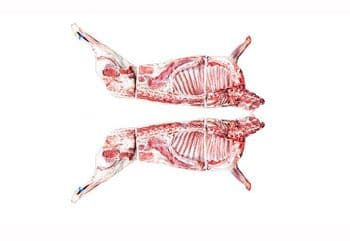 Yanchi Tan lanb（China's & World's Top Luxury Lamb） - Hongxiangyuan Ecological Agriculture Co., Ltd. Yanchi County, Ningxia, China - China