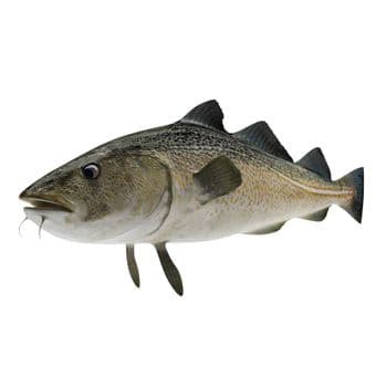 Frozen Cod Fish Rich Protein Seafood Fillets Preserved Through Rapid Freezing For Long Distance Export Distribution - TOSOH INTERNATIONAL - South Africa