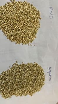 organic white Quinoa bold Color White Texture Fluffy Flavor Mild Nutty Grain Size Large Bold Cooking Time Quick Cooking Purity Chemical-free & - Puresaiens Health Private Limited - India
