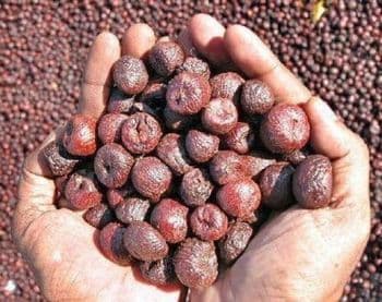 Areca Nut Form Dry Source Farm Quality Very Good Processing Method Fully Processed - Areca nut - India