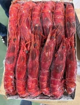 BUY HEALTHY FRESH FROZEN CLEANED YELLOWFIN TUNA(5-6Kg) VACUUM PACKED PREMIUM EXPORT QUALITY - Sosa Merchant Solutions - Austria