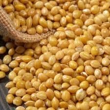 Premium Yellow Millet (Foxtail / Proso / Bajra Millet) Grade A Type Lentil Flavor Mild Nutty Gmo Status Non-gmo Color Golden-yellow - TRADE NEPAL LLC - United States