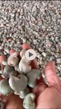 Cashew nut(shelled) Origin Nigeria - Medilight global investment limited - Nigeria