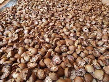 Berel nut/areca nut - surya areca global - Indonesia