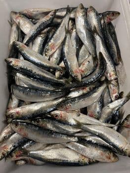 Frozen Sardine / Fresh Sardine Type Fish Flavor Rich Texture Fresh Appearance Frozen Fish Omega 3 Fatty Acid Content High - DABELU ENTERPRISES LIMITED - Kenya