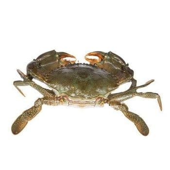 Fresh Crabs Premium Ocean Harvest With High Meat Yield For Frozen Seafood Distribution And International Buyer Supply - TOSOH INTERNATIONAL - South Africa