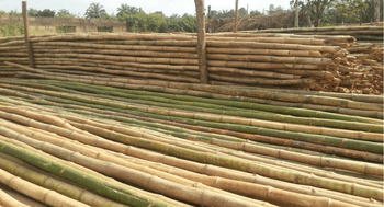 Bamboo Poles Size 2 meters to 6 meters (customizable based on buyer request) Texture Smooth outer skin, hollow internodes, tough and fibrous - Pop Sponge Fiber Ltd - Nigeria