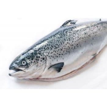 Frozen Salmon Fish Naturally Nutritious Protein Source With Fresh Texture Preservation For Wholesale Seafood Supply Markets - TOSOH INTERNATIONAL - South Africa