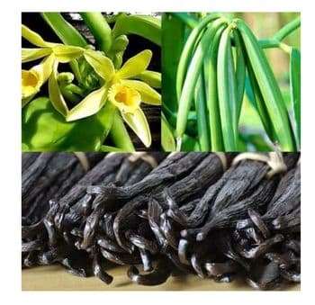 Vanilla Beans A B Grades and 100% Pure Vanilla Powder Grade A B Grades Purity 100% Pure Form Vanilla Beans And Vanilla Powder - Venkatesh - United Arab Emirates