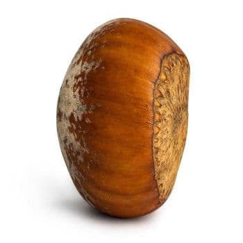 Organic Blanched Hazelnuts Premium Grade Dried Food 24-Month Shelf Life Fast Delivery Best Price for Bulk Orders on Sale - Carla Pisselli Commercio - Brazil
