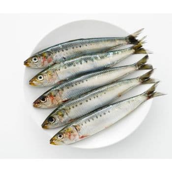 Frozen Sardine Fish Ocean Harvest Selection With Reliable Packaging And Fresh Flavor For Food Industry Supply - TOSOH INTERNATIONAL - South Africa