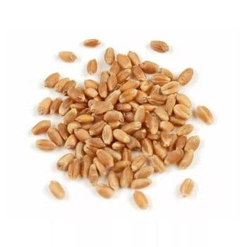 Carefully Processed Wheat Grain For Bulk Export Orders Offering Stable Grain Quality And Trusted Supply - TOSOH INTERNATIONAL - South Africa