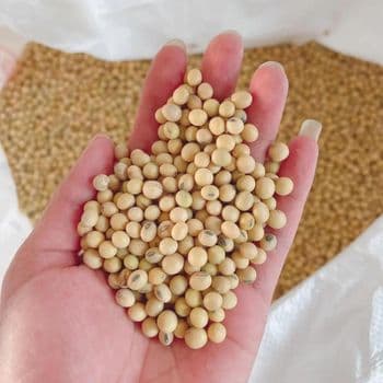 Sprouting and Food Grade Yellow Soybeans Top Quality Dry Soya Beans Non-gmo Soybean - AL JABLI TRADING COMPANY LIMITED - Tanzania