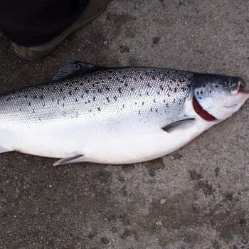Frozen Salmon Fish Carefully Harvested Marine Product With 95% Freshness Preservation For Bulk Supply Demand - TOSOH INTERNATIONAL - South Africa