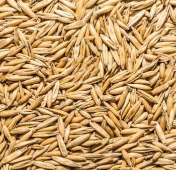 High Quality Oat Grain Hot Selling Original Flavar Bulk Unhulled Yellow Oats Seeds Sale - VERTEX TRADING LIMITED - United Kingdom