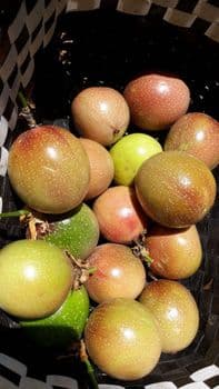 Frozen Passion Fruit Pulp / Frozen Passion Fruit Halves Brix 10–14° Ph 2.8 – 3.5 Origin Indonesia Hs Code 0811.90.10 Shelf Life 24 - Pt maxindo tunas abadi - Indonesia