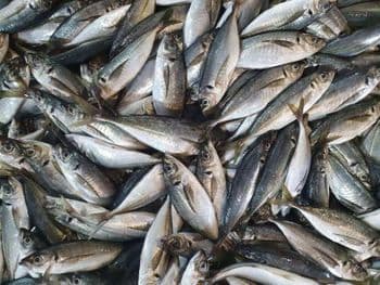 fresh frozen sardine fish for canned -  JAC SEEDS & OIL TRADING (PTY) LTD - South Africa