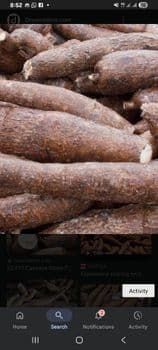 Fresh Cassava - J.IFY'S Farm - Nigeria