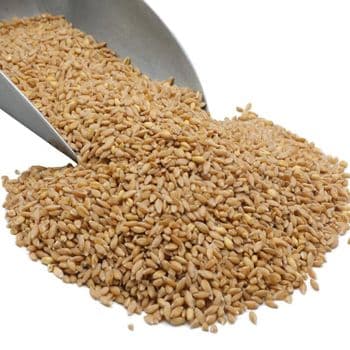 Wheat Grain With 99% Purity Level For Bulk Shipment And Long Distance Transport With Secure Handling - TOSOH INTERNATIONAL - South Africa