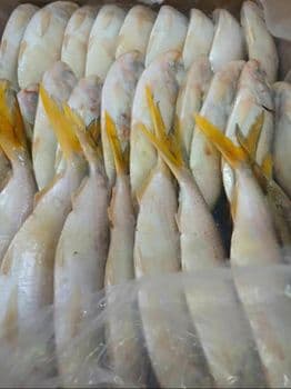 Frozen Round Sardinella Freshness Level Frozen Degree of Processing Unprocessed Features No Artificial Flavors, No Preservatives, Without Colourants - Atlantic Seafood Mauritania - Mauritania
