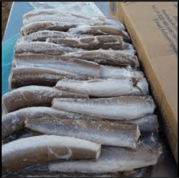 Premium Frozen Hake Fish – Whole / Fillet, IQF Processed, Bulk Export & Wholesale Supply - TRADE NEPAL LLC - United States