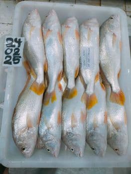 Yellow Croaker Type Frozen Material Yellow Croaker Place of Origin Indonesia Processing Type Block Frozen Shelf Life 24 months at - PT. Agung Persada Tunggal - Indonesia