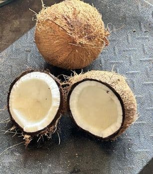 Semi Husked Coconut Meat Color White Size 700 grams up Packaging Mess bag Shell Color Hard Brown Place of Origin Indonesia - PT. Dastan Global Mandiri - Indonesia