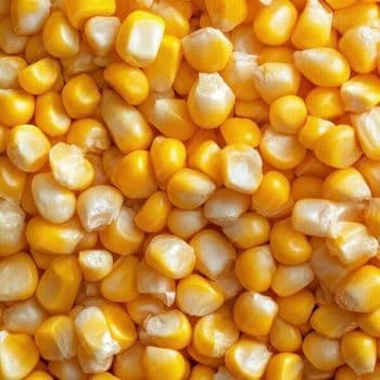 Corn - OOO SFERA - Russian Federation