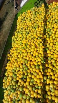 Orange Valencia Flavor Sweet Texture Smooth Weight (kg) 4Kg Juice Content High Type OrangeValencia Packaging Packed by carton - Simale fruit and vegetables trade plc - Ethiopia