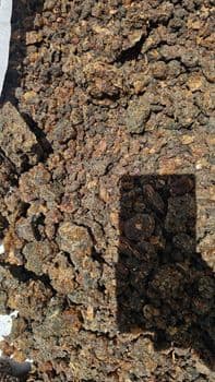 Commiphora holtziana know Us Hagar and Commiphora opoponox Features Organic Product Type Herbs Type Different grades Grade Grade A and Super - WALID ENTERPRISE LIMITED - Kenya