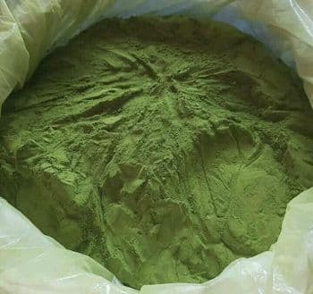 Moringa Powder Form Powders Mesh Size 80–120 Delivery Form Bag, Sacks Color Natural Vibrant Green Origin Regional, Tuban, East Java, Indonesia - Nau Indo supply - Indonesia