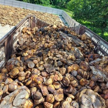 Cup Lump Rubber And SMR3L Rubber Drc Content 70 - 72% Rubber Form Cup Lump Packaging Details 35kg bale in Wooden Pallet Available Types Smr3l, Smr10, Smr20, Scrap Smr - CGFarmers - Cameroon
