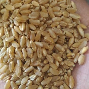 Golden Wheat Grain For Wholesale Agricultural Supply Offering High Yield Performance And Reliable Grain - TOSOH INTERNATIONAL - South Africa