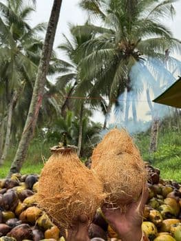 semi husked coconut - HAMPARAN PALAPA NUSANTARA (Rumah Palapa) - Indonesia