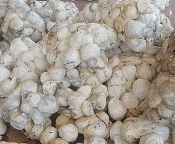 Best Price Fresh Latex 60% 65% 70% Natural Rubber Cup Lump Direct From Vietnam Factory High Quality Raw Rubber Material Whatsapp +255787979235 - AL JABLI TRADING COMPANY LIMITED - Tanzania