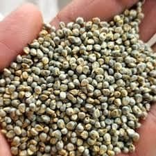 Premium Green Millet (Bajra / Pearl Millet) Grade A Type Lentil Aroma Pleasant Aroma Color Natural Greenish Hue Shelf Life Long Shelf Life - TRADE NEPAL LLC - United States
