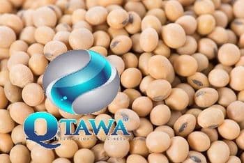 High-Quality Natural NON-GMO SOYBEAN Features GMO-Free Packaging Size 50 Port lagos, santos Degree of Processing Raw Origin Argentina, Brazil, nigeria - QTAWA INTERNATIONAL BUSINESS LTD - Nigeria