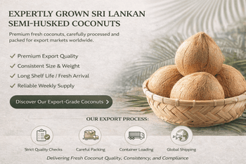 800g Avg Semi Husked Coconut from Srilanka ~ Certified Form Whole Organic No Color Brown Origin Sri Lanka Husk Type Semi-husked - Otley Estate Pvt Ltd - Sri Lanka