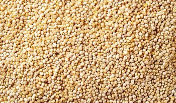 Millet - Flour, Grain - Nutrition Facts, Calories,   Millet Grains Stock Ingredient Spotlight: Millet - Balingi Trading Company (PTY) Ltd - South Africa