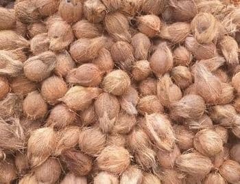 Semi Husked Coconut Grade A Grade Packaging PP Bag Kernel Texture Firm, Thick Maturity Period 11-12 Months Weight Range 500g To 650g Per Nut - AGROCARTE EXIM ENTERPRISES PVT LTD - India