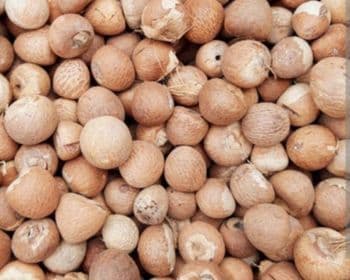 Areca Nut Purity 90-95% Color Natural Brown Impurity Level 3% Max Moisture Content 5-10% Processing Method Crying Method By Oven - Ajp metal - Indonesia