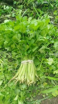 Parsley fresh Form Fresh Color Vibrant Green Packaging box carton Nutritional Value High Model Number uzbekistan Texture Leafy And Aromatic - Freeze Dried Fruit LTD - Uzbekistan