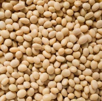 Wholesale Export Non-GMO Fresh Yellow Soybean Seeds / Soya Bean / Soy Beans Low Price Soja Meal High Quality Fresh Soya Beans - Carla Pisselli Commercio - Brazil