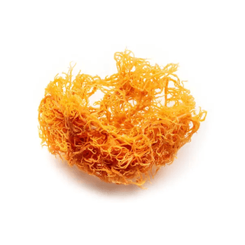 Premium Organic Sea Moss - Rich in Vitamins and Minerals for Health Benefits -  CALIPSO POLSKA SP Z OO  - Poland